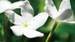 タイカルチャー基礎知識:タイの母の日